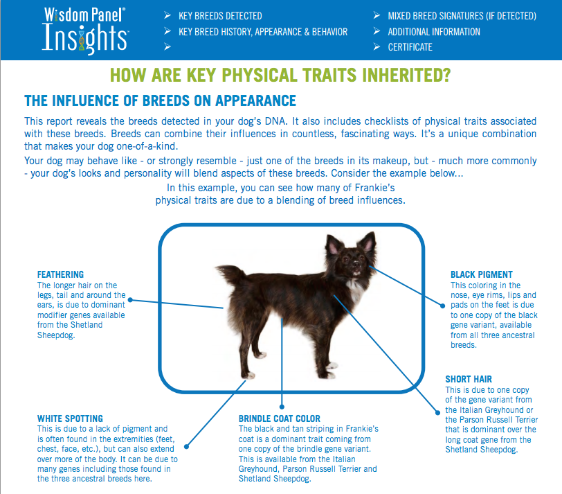 Dog Breed Identifier Kit Wisdom Panel 2.5 Review
