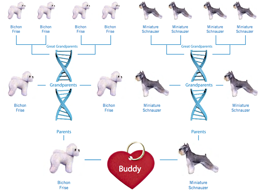 Wisdom Panel 2.5 Dog DNA Test Kit Reviews & Rating