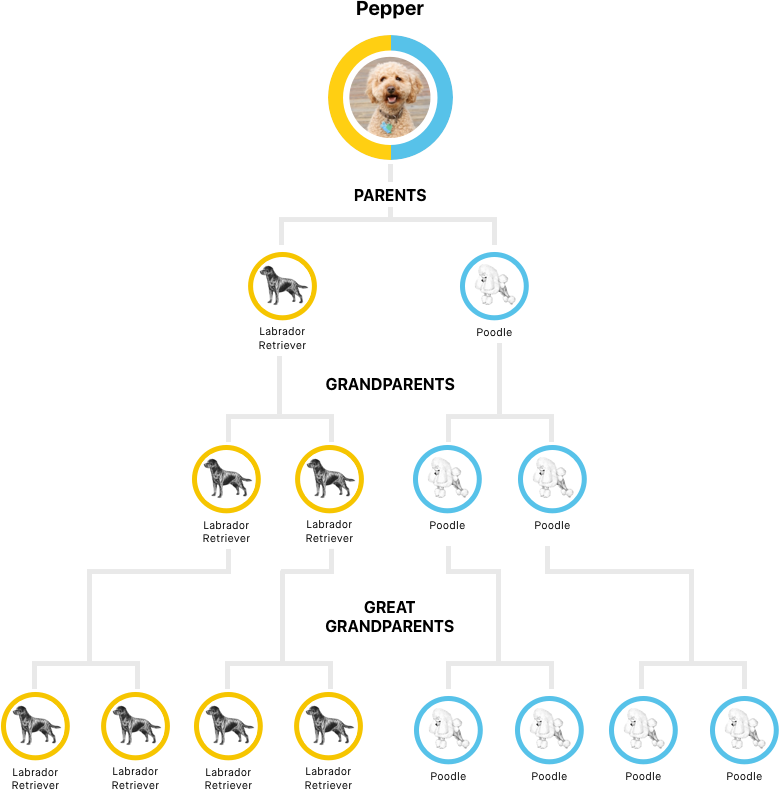 embark dog ancestry tree